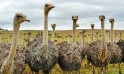 Burung Unta Tak Bisa Terbang, Bagaimana Leluhurnya Menyeberangi Laut?
