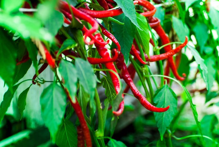 Jangan Tanam Cabai di Dekat 7 Tanaman Ini