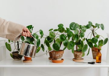 8 Tanaman Hias yang Cocok untuk Pemilik yang Malas Menyiram
