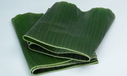 Apakah Lapisan Putih di Bawah Daun Pisang Berbahaya? Ini Kata Dosen IPB