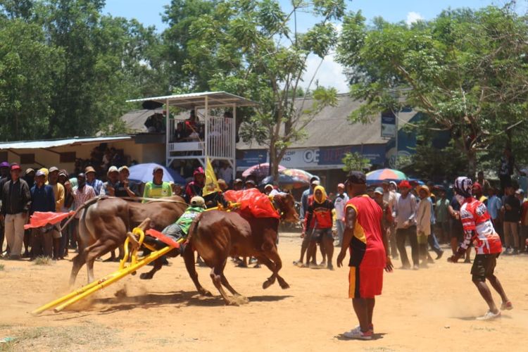 24 Pasang Sapi Adu Kecepatan di Pamekasan Berebut Tiket Kerapan Sapi Piala Presiden 2025