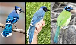 Burung Hibrida Muncul di Texas, Dampak Perubahan Iklim