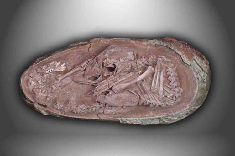 Embrio Dinosaurus Ditemukan dalam Telur, Mirip Anak Burung