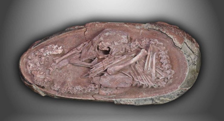 Embrio Dinosaurus Ditemukan dalam Telur, Mirip Anak Burung